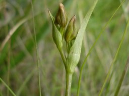 Colchicum striatum buds